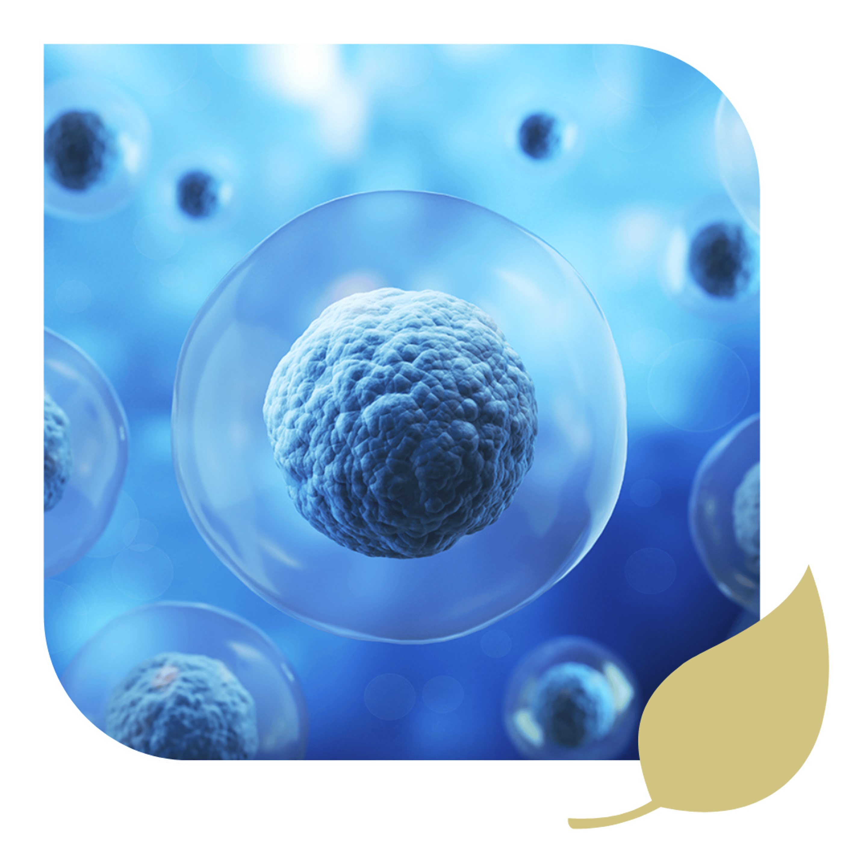An image of a stem cell used in our therapies for regenerative healing.